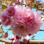 Kwanzan Flowering Cherry tree