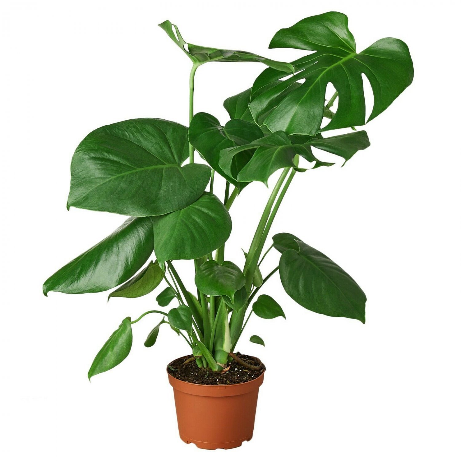 Philodendron &acirc;��Monstera' - 6" Pot