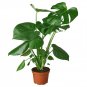 Philodendron ‘Monstera' - 6" Pot
