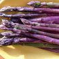 Purple Passion Asparagus 25 Roots - MALE DOMINATE - Heirloom