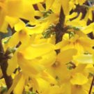 Live Plant - 2 Forsythia Lynwood Gold-"Golden Bells" bare root