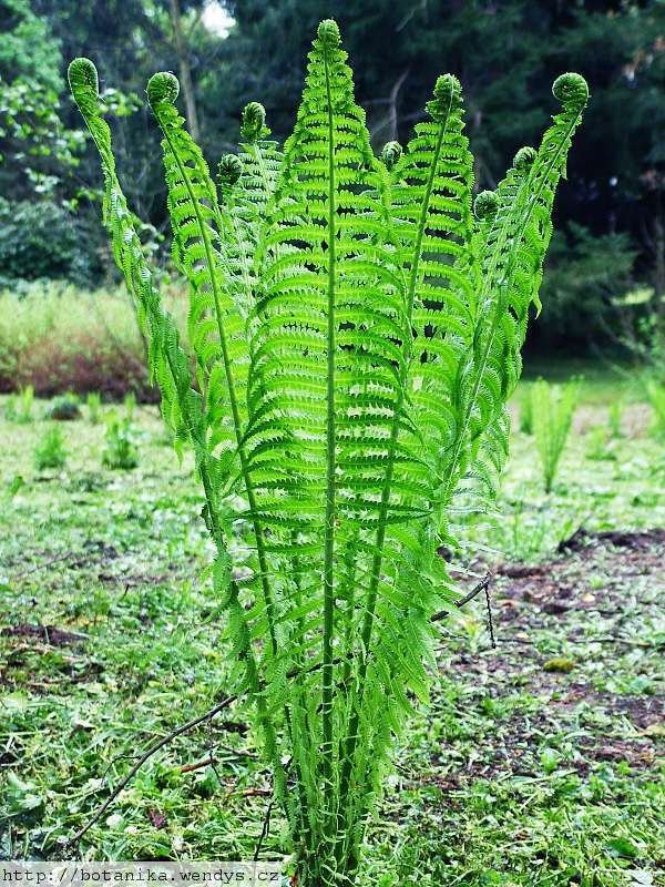 Live Plant - TN OSTRICH/GLADE FERN 5 rhizome/root- (Matteuccia struthiopteris)