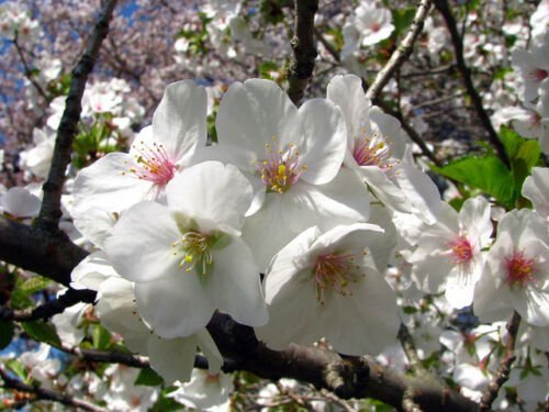 Snowgoose Flowering Cherry tree 2 plants