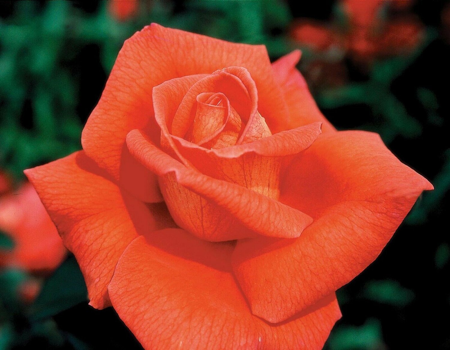 Fragrant Cloud Rose Live Plants (Orange Flower )