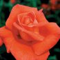 Fragrant Cloud Rose Live Plants (Orange Flower )