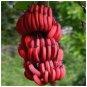 Red Banana Sanzibar Musa Acuminata Exotic Tropical Pups Or Tissue Cultures