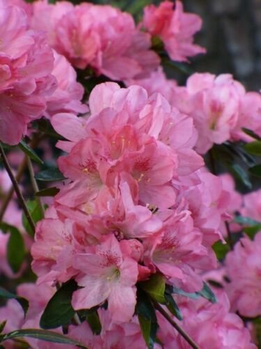 HAMPTON BEAUTY Azalea Rhododendron Deciduous Starter Plant RARE HEAVY BLOOMER