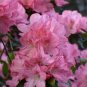 HAMPTON BEAUTY Azalea Rhododendron Deciduous Starter Plant RARE HEAVY BLOOMER