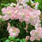 GWENDA Azalea Rhododendron Deciduous Starter Plant VERY RUFFLED SOFT PINK