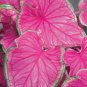 2ct. CALADIUM Florida SWEETHEART Bulbs
