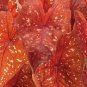 2ct Bulbs CALADIUM Burning Heart NEW CROP