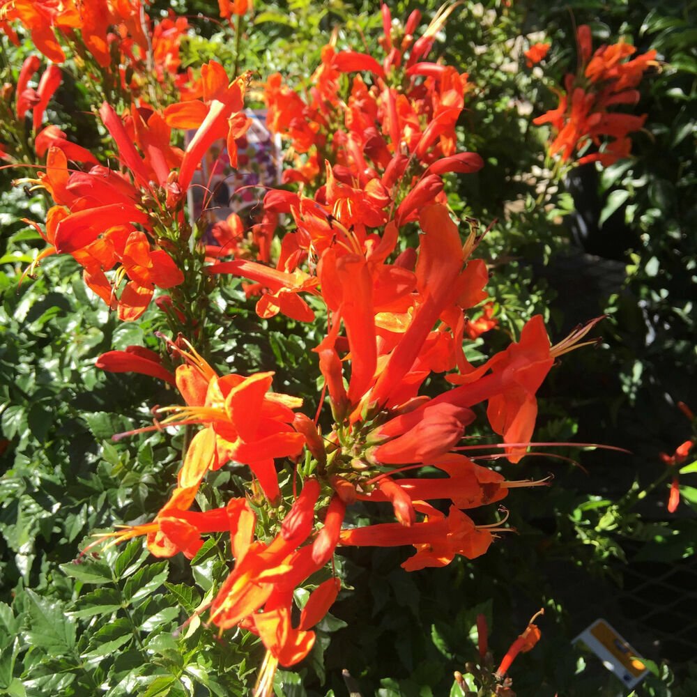 Cape Honeysuckle Tecomaria Capensis STARTER PLANT Birds & Butterfly Love It