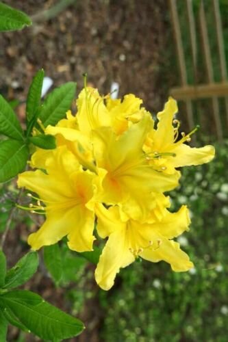 LEMONADE Aromi Azalea Rhododendron Deciduous SMALL Starter Plant