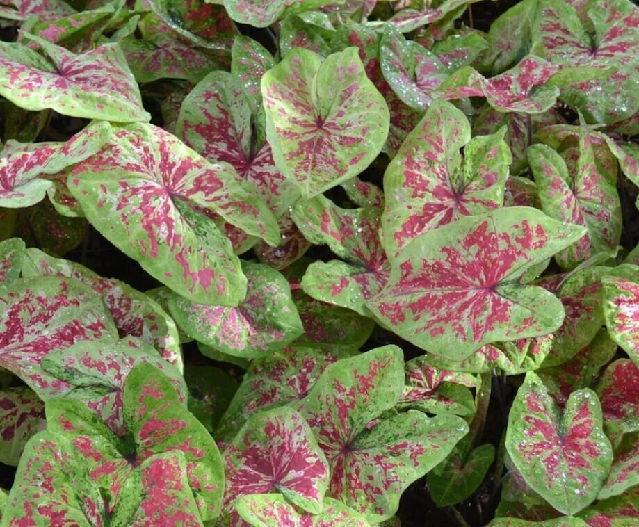 2ct. Caladium Raspberry Moon Bulbs