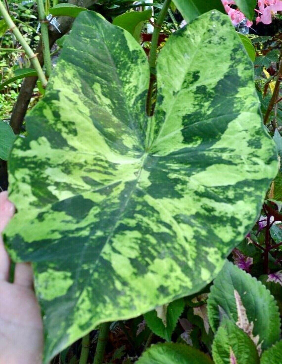 2ct Caladium The Frog in the Blender BIG LEAF (#2 SMALL) Bulbs