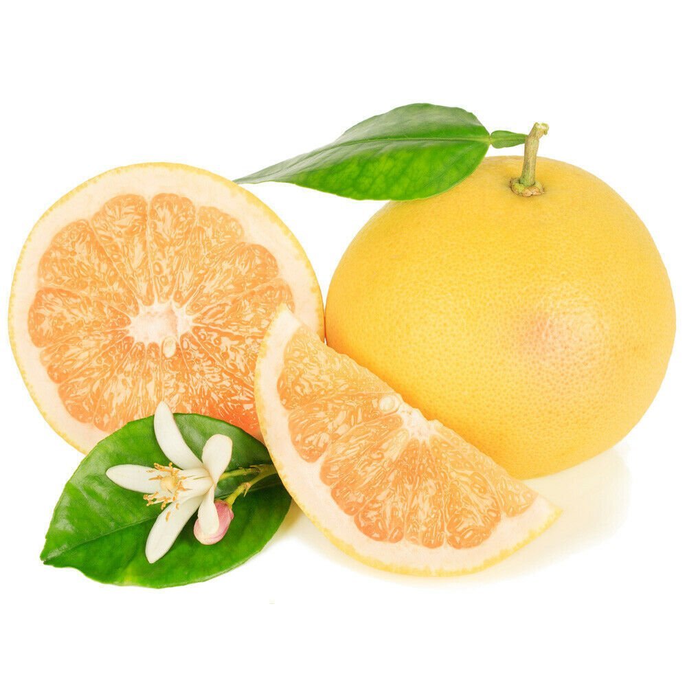 Duncan Grapefruit Tree 24-36" Tall Live Citrus Plant Gallon Pot Grafted