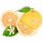 Duncan Grapefruit Tree 24-36" Tall Live Citrus Plant Gallon Pot Grafted