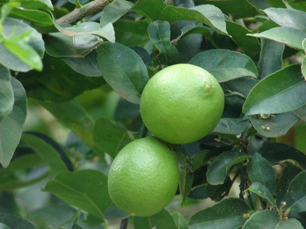 Mexican Key Lime Tree/Bush - 12-15" Tall Live Plant, 5" Pot, Citrus aurantifolia