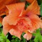 TROPICAL DOUBLE ORANGE HIBISCUS WELL ROOTED 3 TO 5 INCHES LIVE PLANT