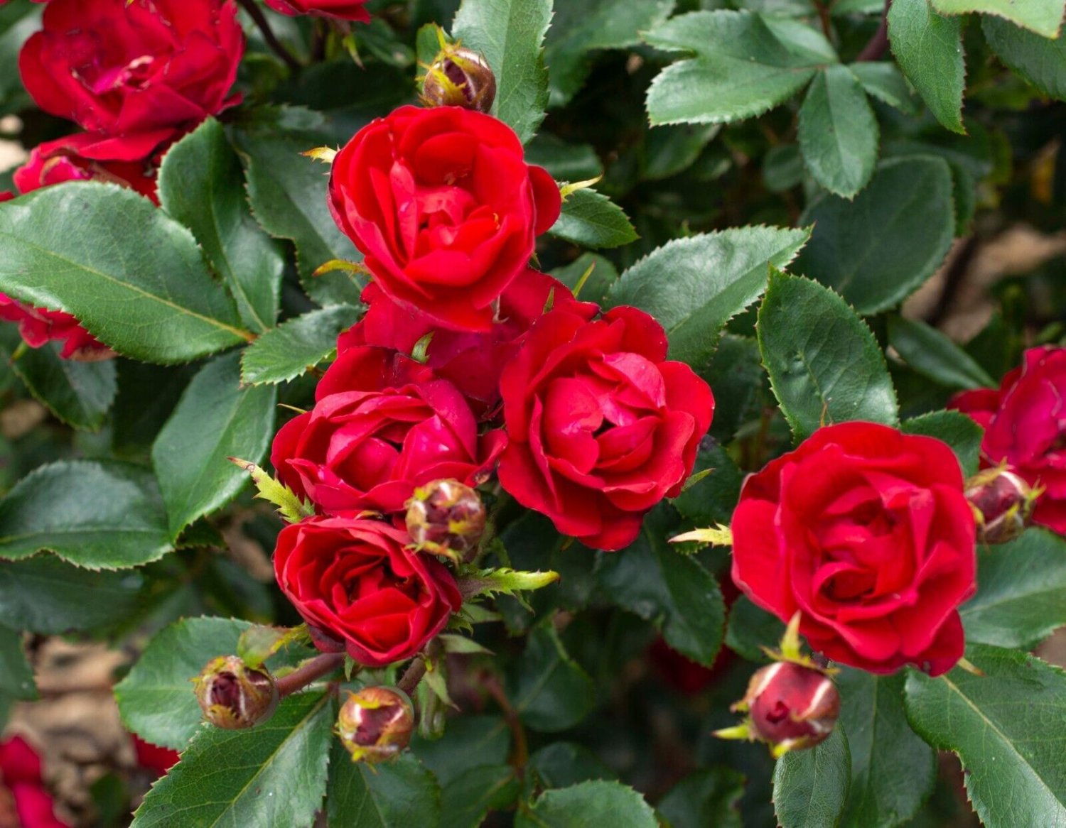 Petite Knock Out Rose Starter Plant 1 live plant