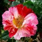 4" Pot - Fourth of July Climbing Rose - Fragrant, Everblooming