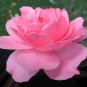 4" Pot - Bonica Shrub Rose Bush - World's Favorite Rose