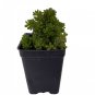 2.5" Pot - Jelly Bean Succulent Plant - Sedum rubrotictum - Indoors or Out