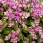 Sedum obtusifolium 'Listoniae' - 50 Seeds