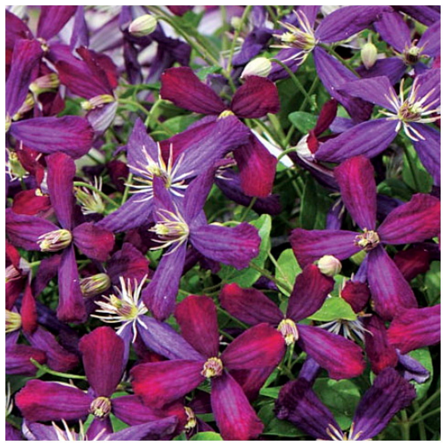 Sweet Summer Love Clematis - Fragrant/Long Blooming - 4" Pot