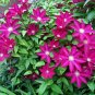 2.5" Pot - Bourbon Clematis Vine Perennial