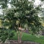 Temple of Bloom Seven-Son Flower - 4" pot - Heptacodium
