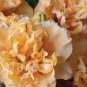 Rainbow Rhythm Siloam Peony Daylily Hemerocallis - Gallon Pot