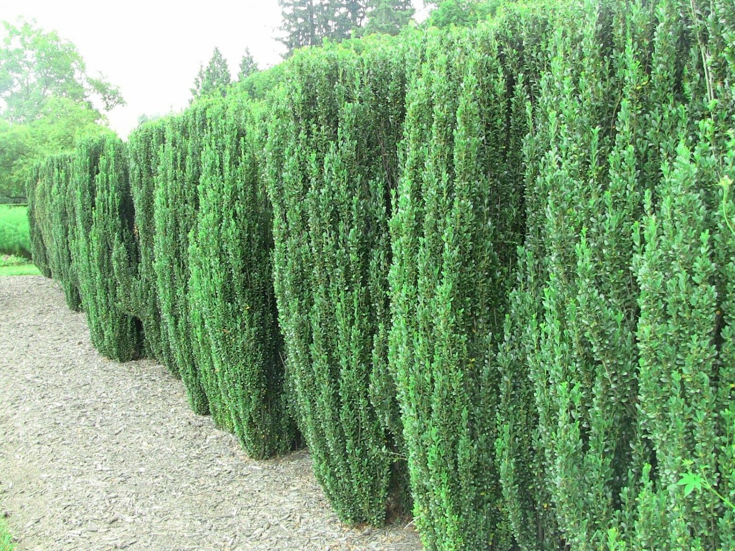 5 Sky Pencil Holly Shrubs/Trees/Hedges - 5-10" Tall Live Plants - 2.5" Pots