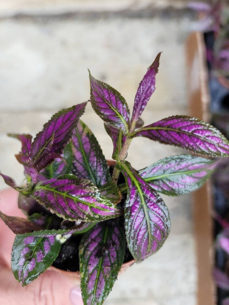 2 Royal Purple Persian Shield Plants, Live Seedlings - Strobilanthes dyerianus
