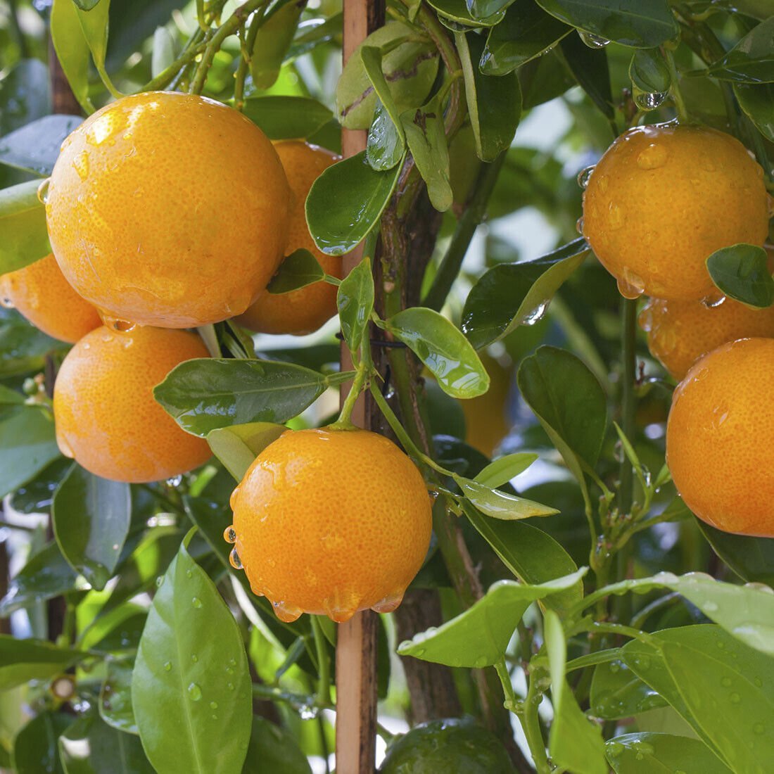Dwarf Hamlin Sweet Orange Tree - 26-30" Tall - Live Citrus Plant - Gallon Pot