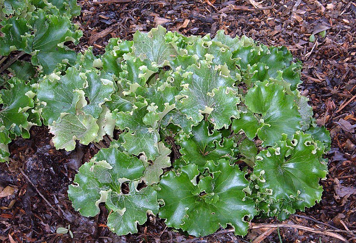 Crested Leopard Plant - Farfugium crispata - 5" Pot