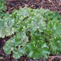 Crested Leopard Plant - Farfugium crispata - 5" Pot