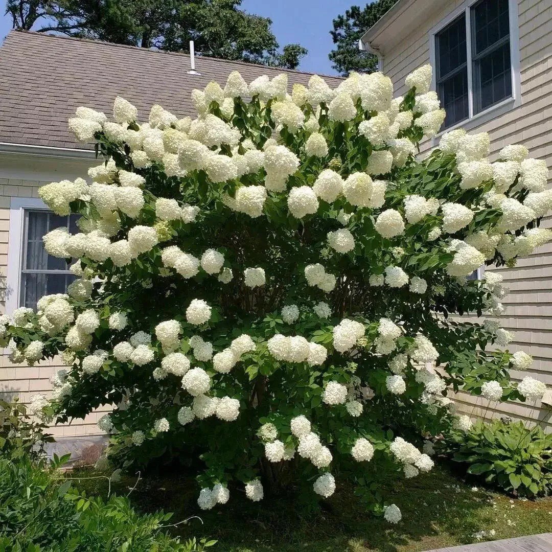 2 Pee Gee Hydrangea 1ft Tall Now Live Shrubs Bare Root