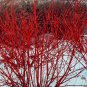 4 Red Twig dogwood Shrubs 2ft Tall Now Live Shrubs Ready To Plant Now