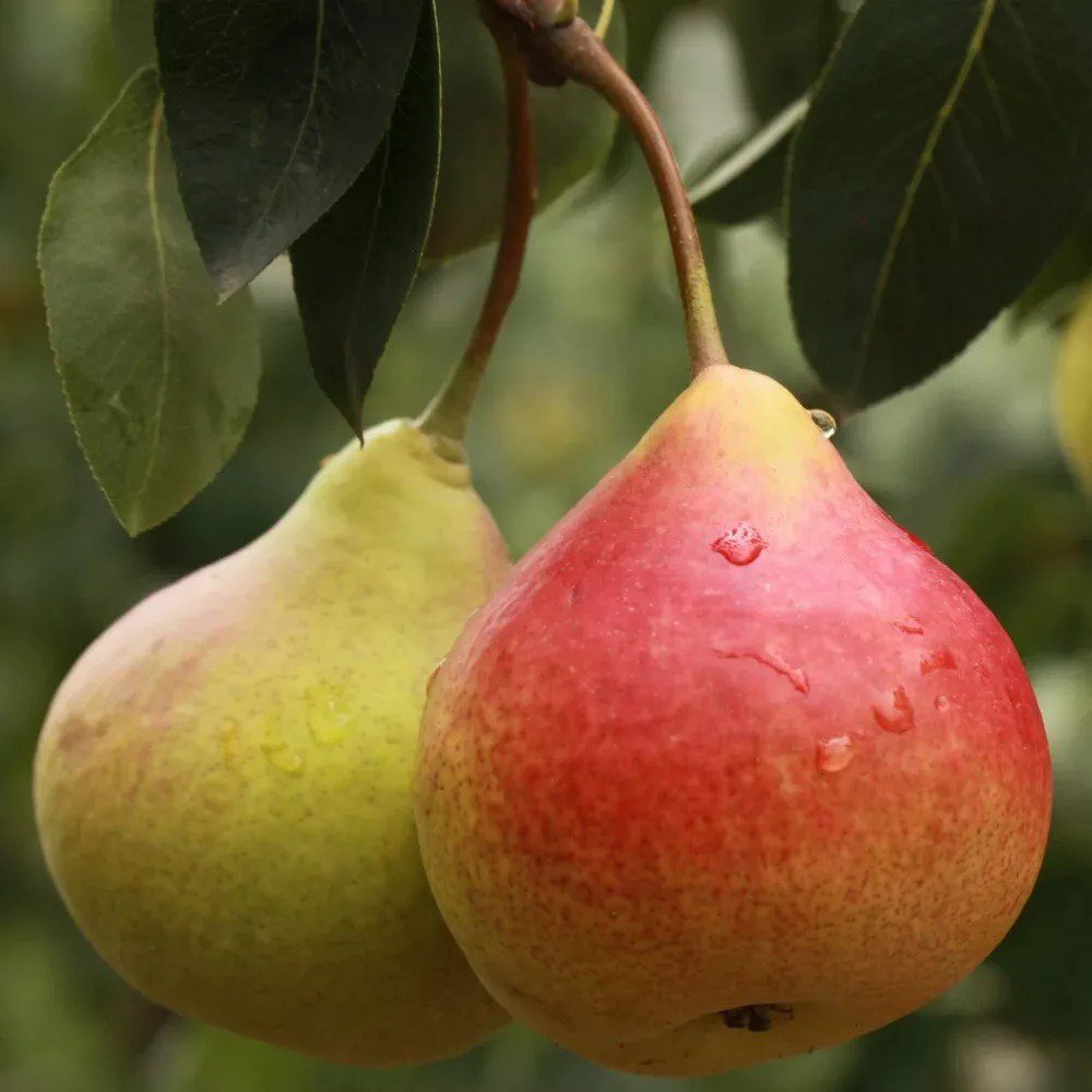 2 Ayer&acirc;��s Pear Trees 2-3ft Tall Now Live Fruit Trees