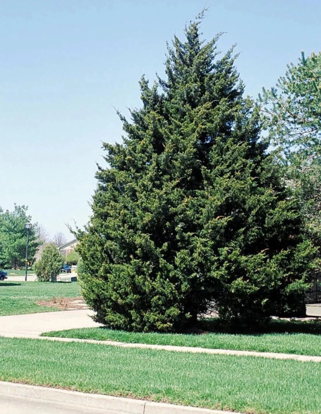 2 Red Cedar Trees 2ft Tall Now Live Trees