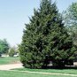 2 Red Cedar Trees 2ft Tall Now Live Trees
