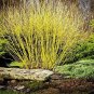 2 Yellow Twig Dogwood Trees 2ft Tall Now