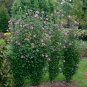 2 Purple Rose Of Sharon Trees 2ft Tall Now Live Shrubs