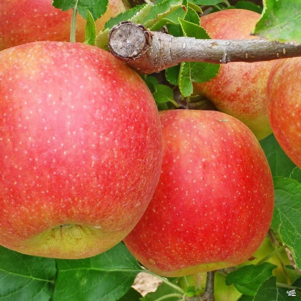 2 JonaGold Apple Trees 2-3ft Tall Now Live Apple Trees Ready To Plant Bare Root