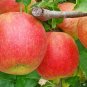 2 JonaGold Apple Trees 2-3ft Tall Now Live Apple Trees Ready To Plant Bare Root