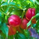 2 Mayfire Necterine Trees 2-3ft Tall Now Live Fruit Trees