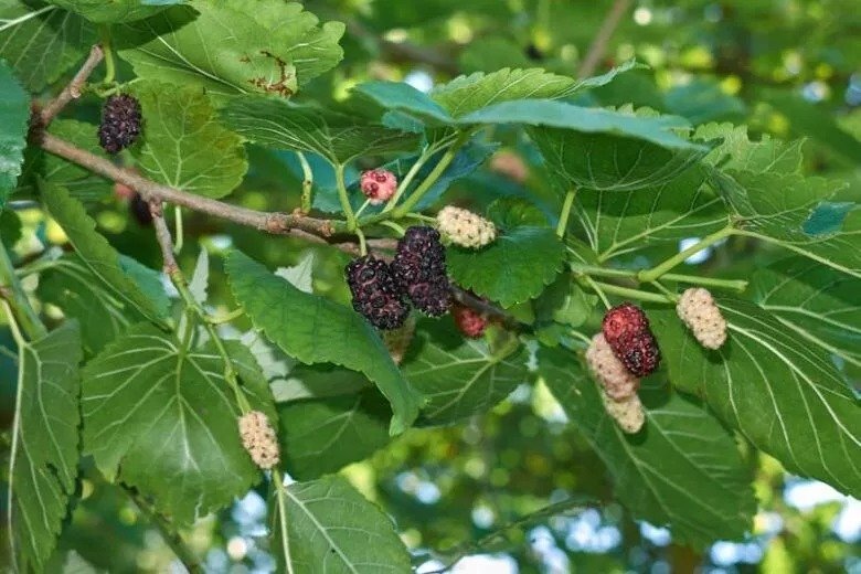 2 White Mulberry Trees 2ft Tall Now