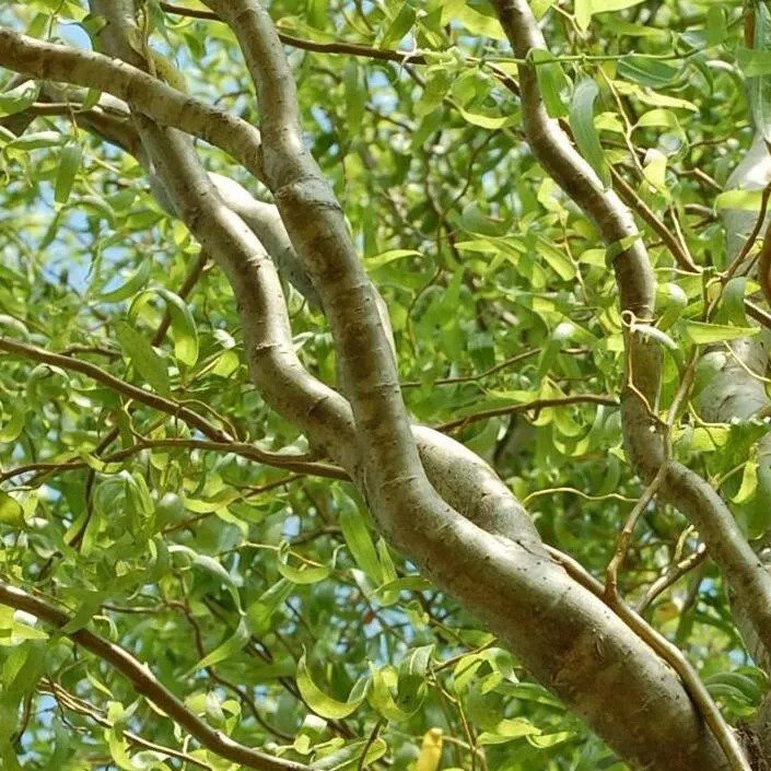 2 Corkscrew Willow Trees 3-4ft Tall Now Live Trees
