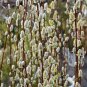 2 Pussy Willow Trees 1-2 Ft Tall Now Live Trees